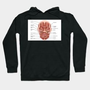 Face muscle anatomy, illustration (C046/1440) Hoodie